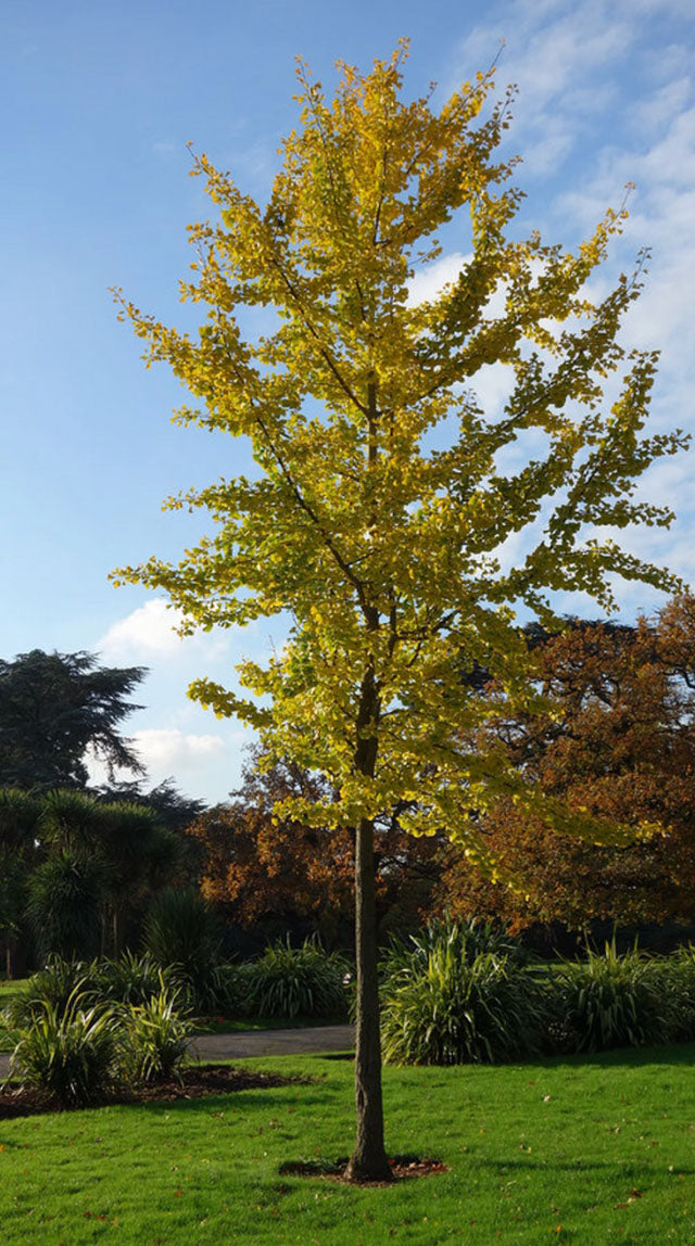 Ginkgo Biloba Maidenhair Tree