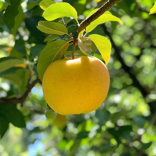 Golden Delicious Apple fruit hanging from a tree branch with green leaves.