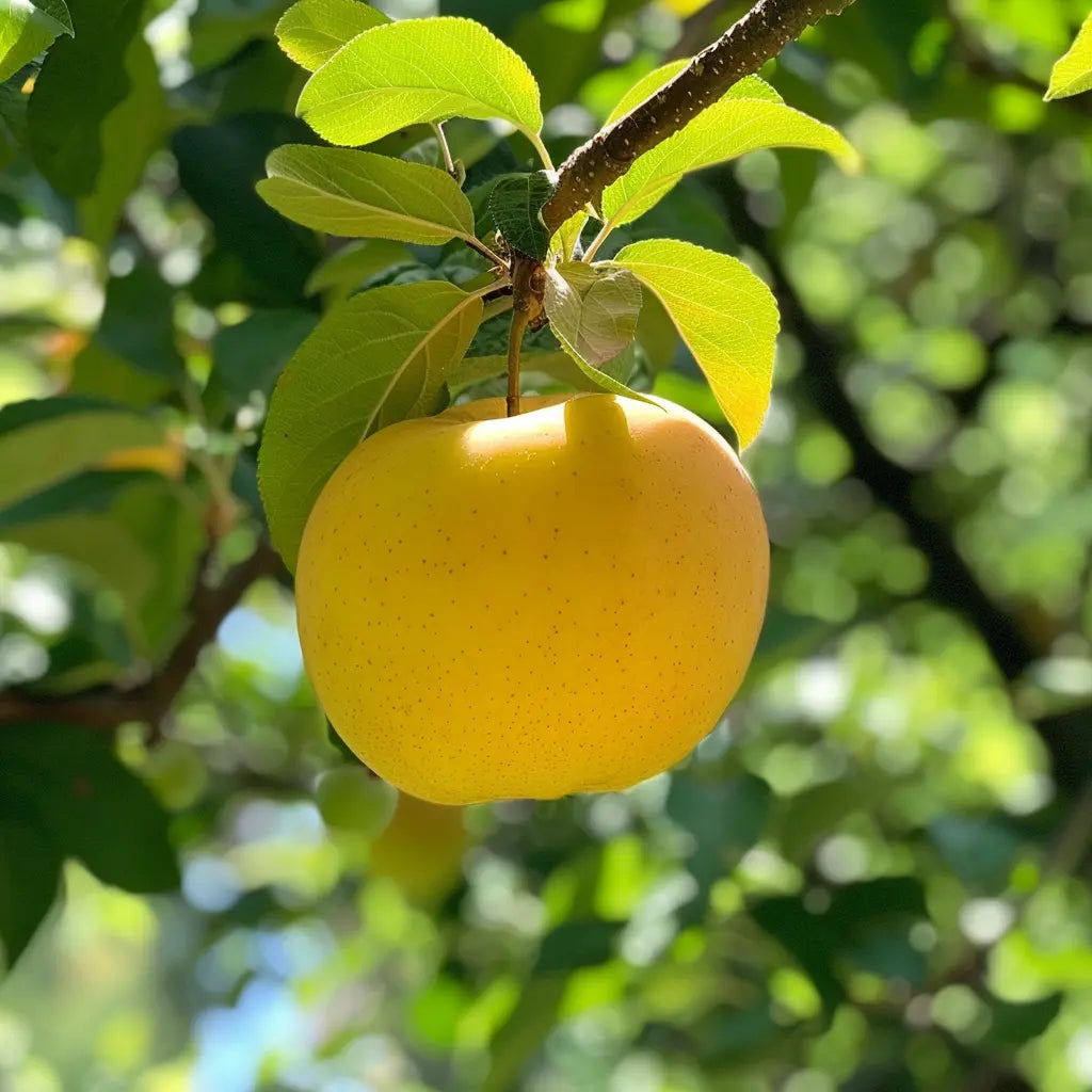 Golden Delicious Apple fruit hanging from a tree branch with green leaves.