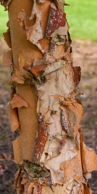 Heritage River Birch Tree