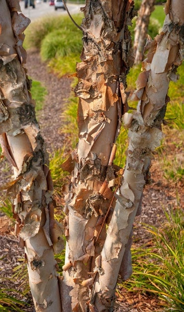 Heritage River Birch Trees
