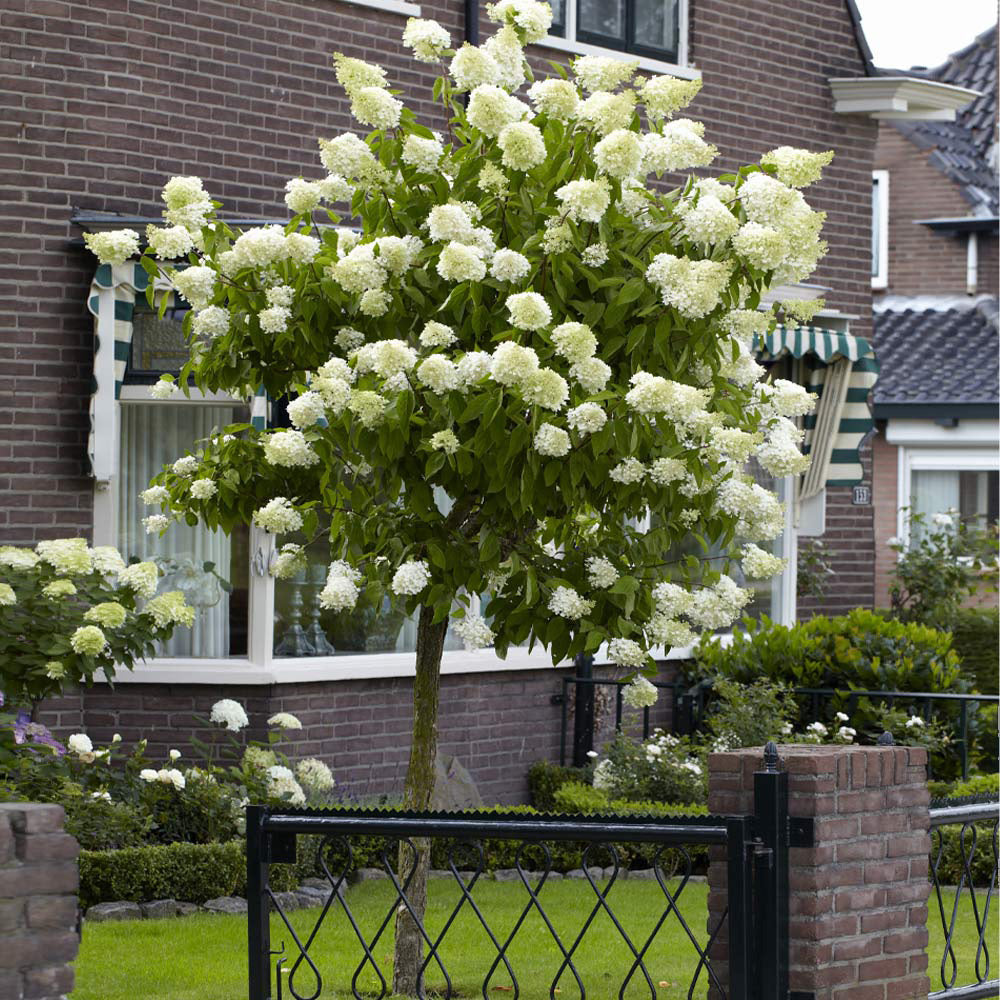 Limelight Hydrangea Trees