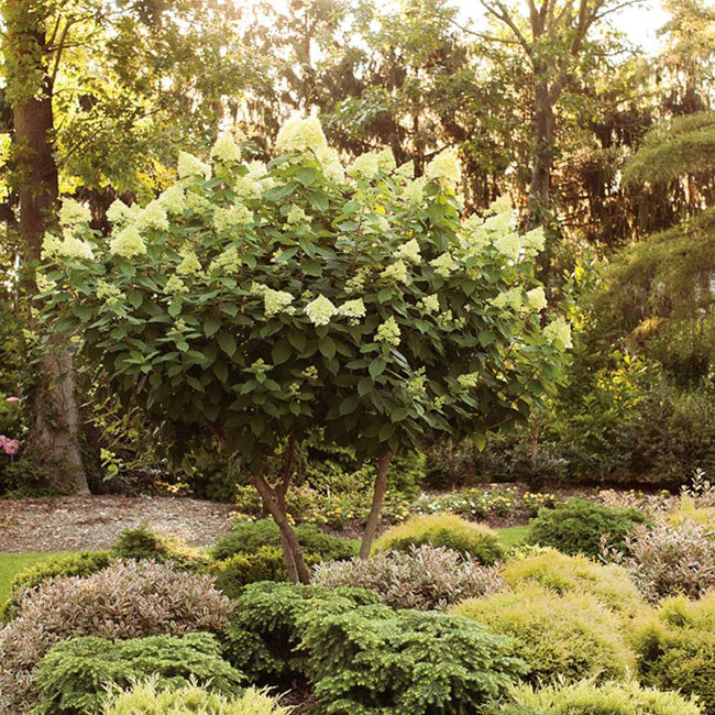 Limelight Hydrangea Trees