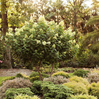 Limelight Hydrangea Trees