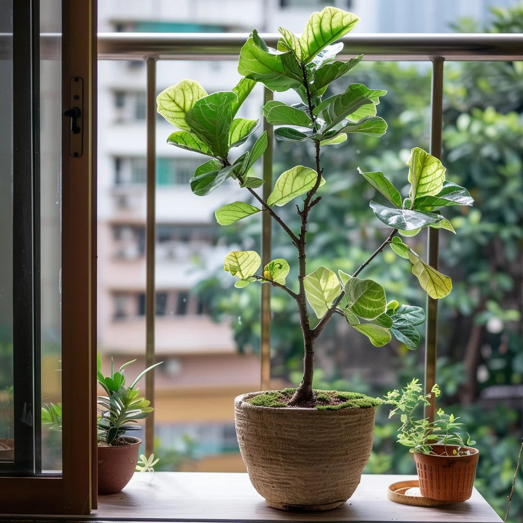 Potted little Miss Figgy plant on a windowsill with an urban landscape in the background.