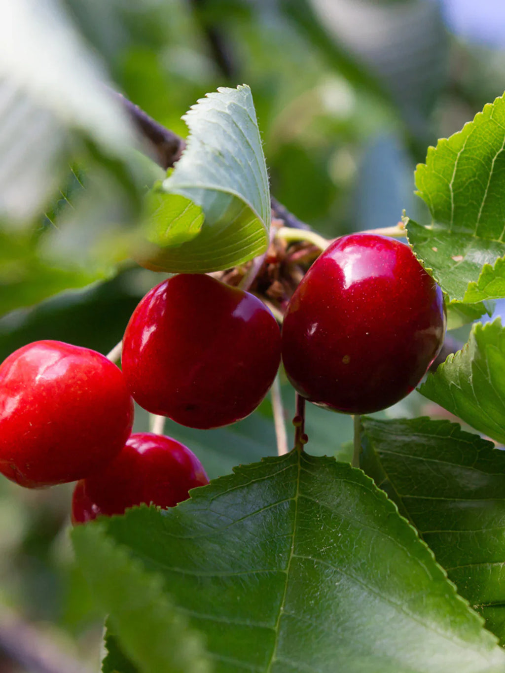Montmorency Cherry Tree