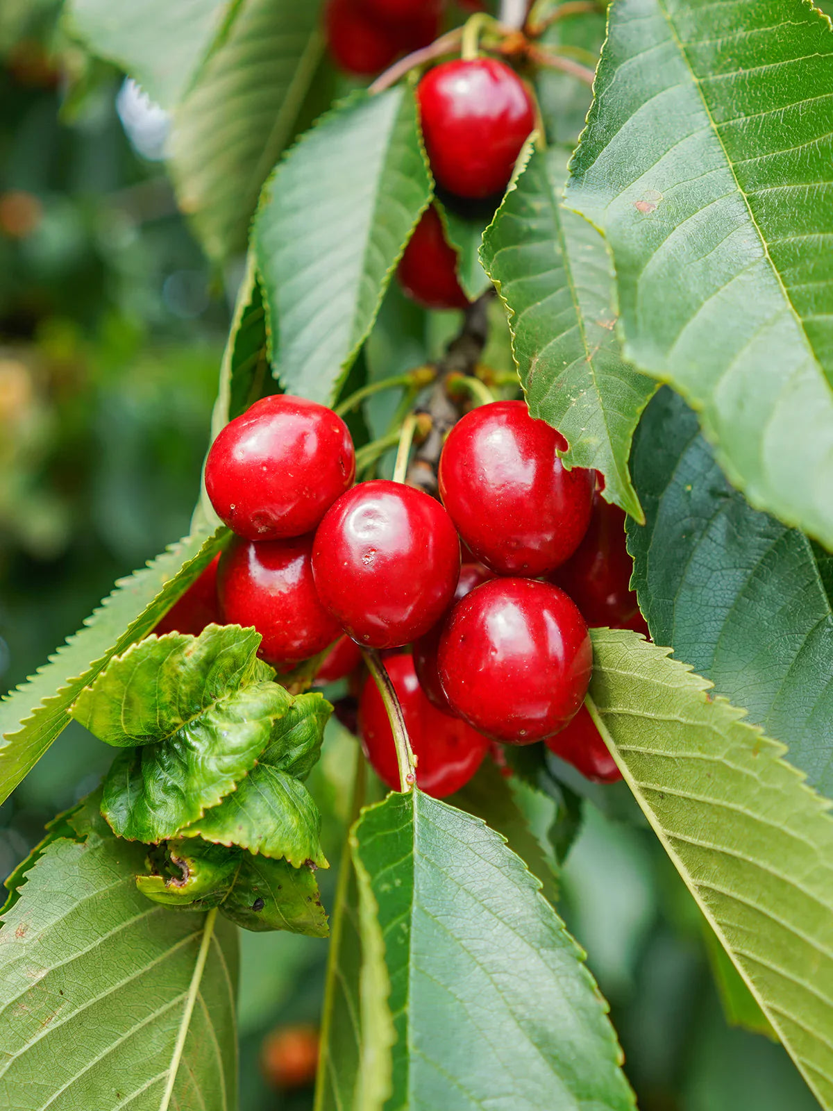 Montmorency Cherry Tree