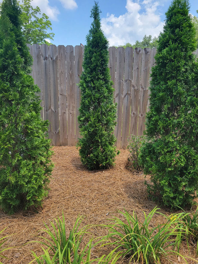 North Pole Arborvitae Trees