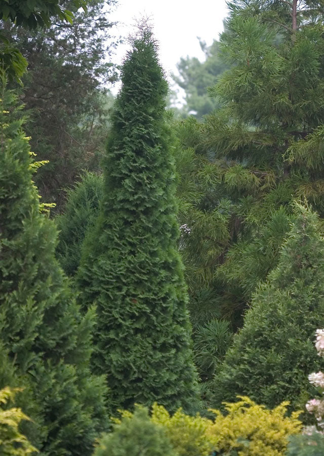 North Pole Arborvitae Trees