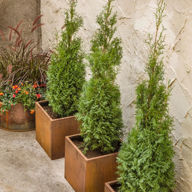 North Pole Arborvitae Trees