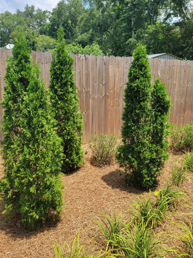 North Pole Arborvitae Trees