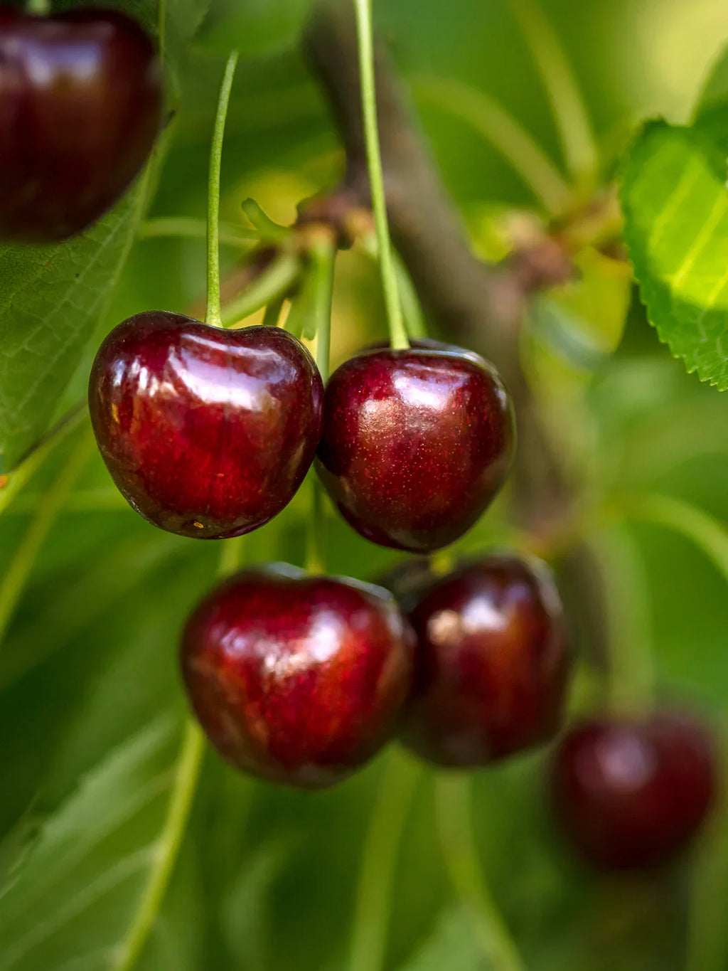 North Star Cherry Tree