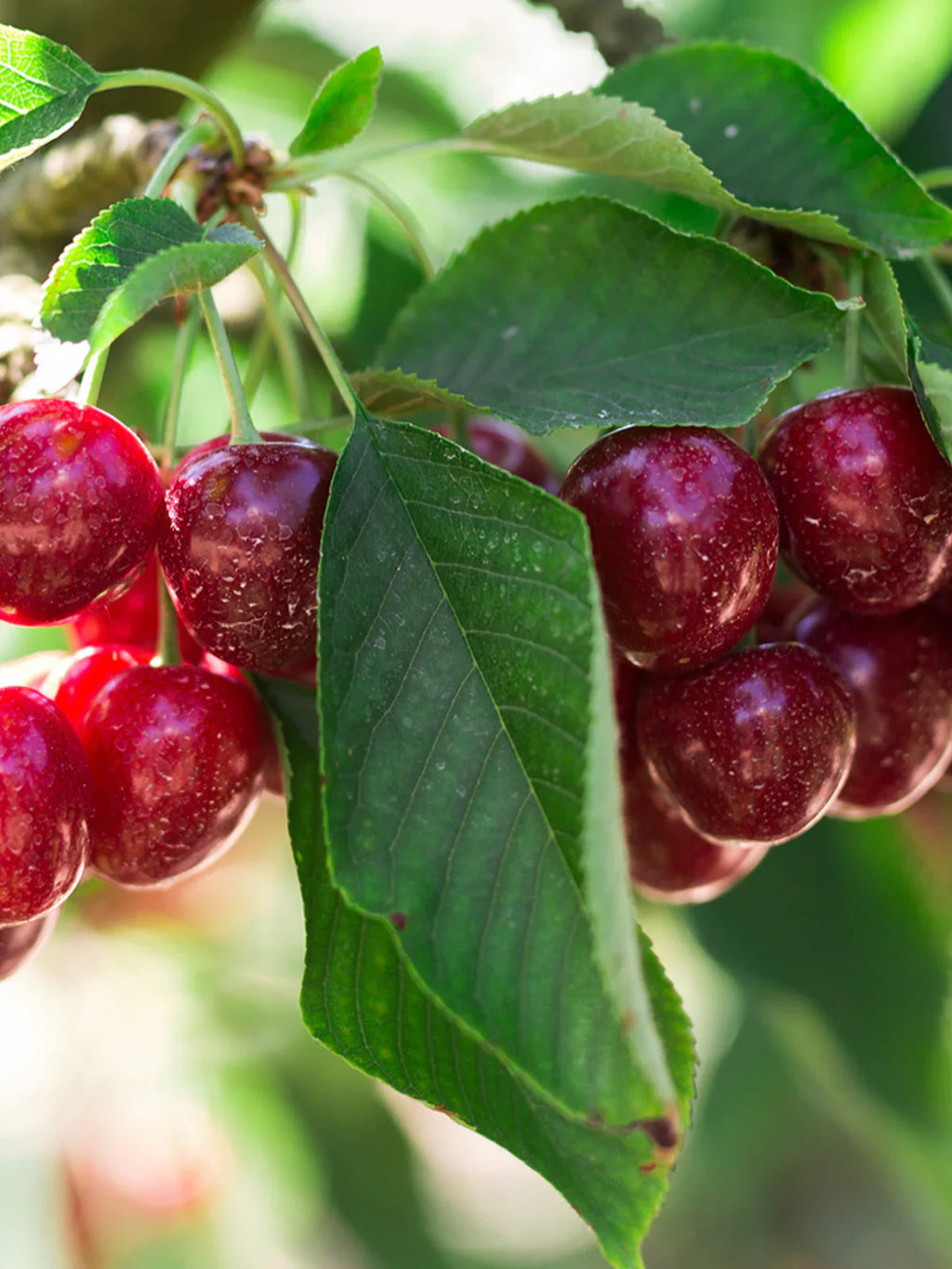 North Star Cherry Tree 