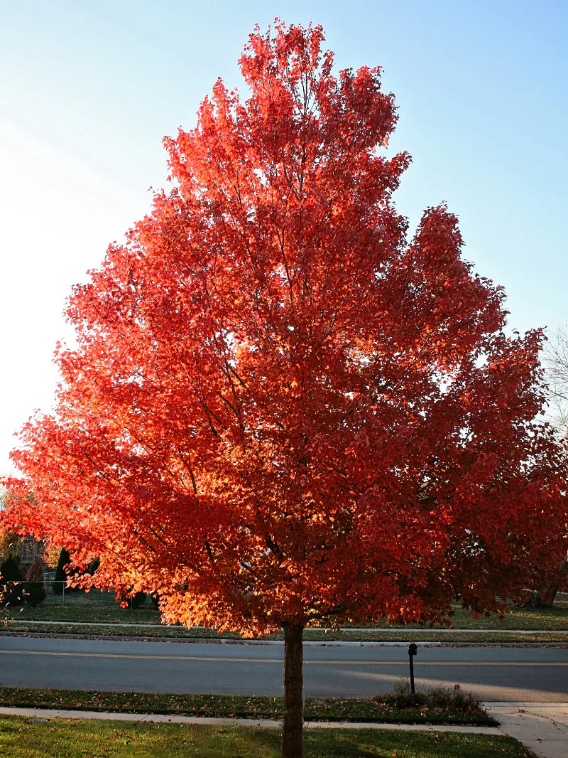 October Glory Maple Tree