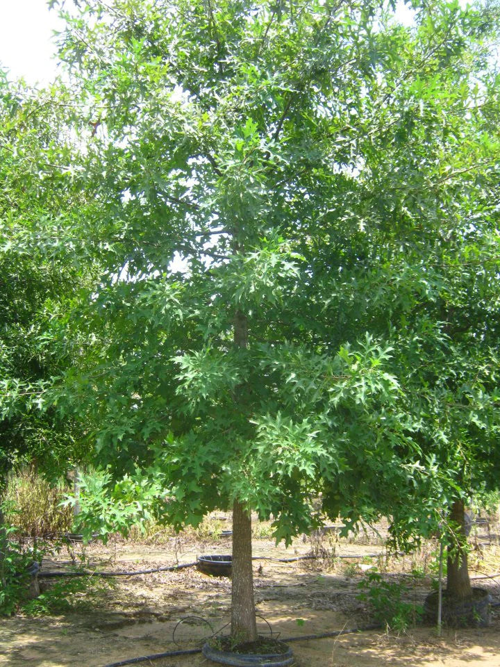 Pin Oak Tree
