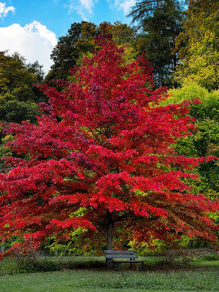 Pin Oak Tree