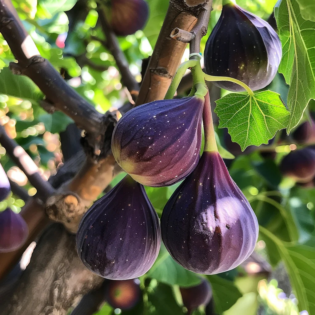 Ripe purple figs hanging from a tree branch with green leaves.