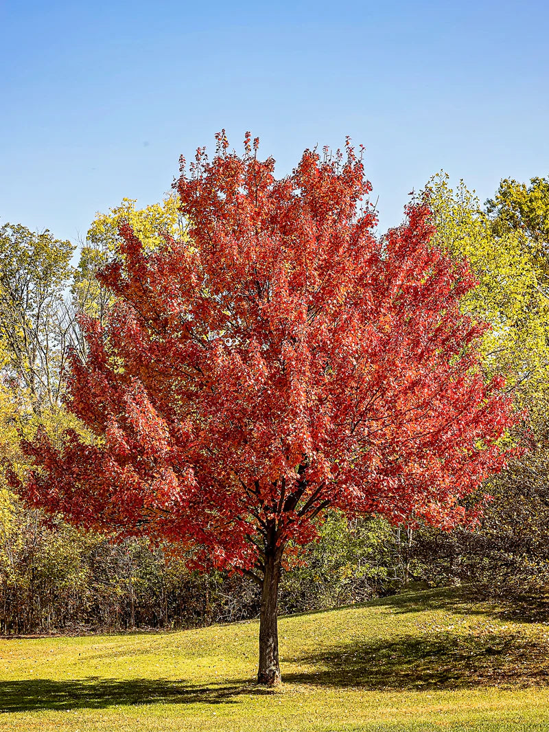 Red Maple Tree