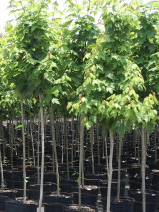 Red Maple Trees