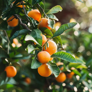 Ripe Calamondin Oranges hanging from a tree with green leaves