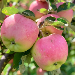 Ripe Pink Ladies on a tree branch with leaves.