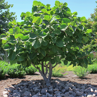 Chicago Hardy Fig Tree